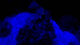 Led Moonlights Rapidled