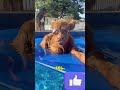 Esta vaca tiene mejor verano que tú!!