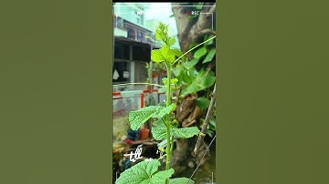 Dưa lưới tui trồng.