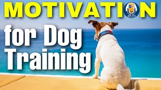 Heart And Mind Dog Training Moments With Susan Garrett For Inspiration And Motivation Part 1