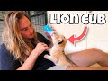 BOTTLE FEEDING BABY LION AND BLACK JAGUAR ! NEWBORN CUBS !!