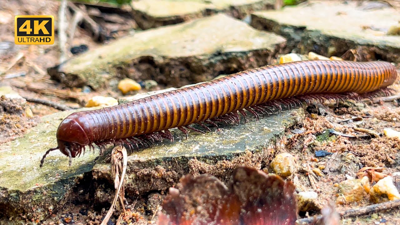 Unbelievable Insect Capturing Moments in Nature! ๐ฑ - YouTube