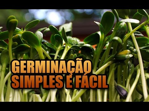 Como fazer brotos em casa – GERMINAÇÃO MUITO SIMPLES E FÁCIL