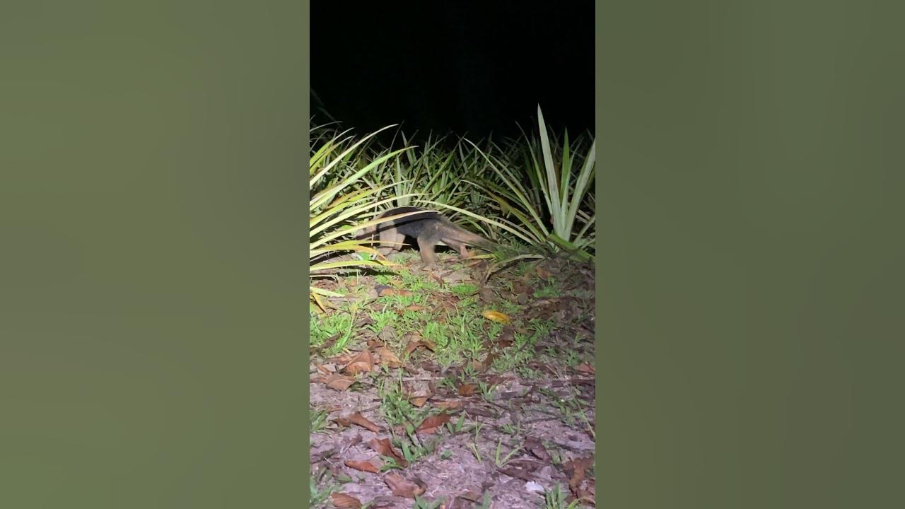 ANTEATER T-Pose! in Costa Rica 🐜 #shorts Tamandua 