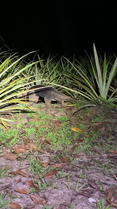 T-Pose Anteater Tamandua T Pose 😱 #wildlife 