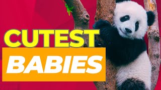 Top 10 Cutest Baby Animals Around the World