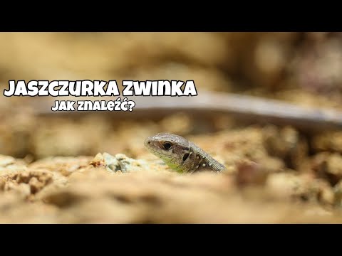 Wideo: Jak złapać jaszczurki (ze zdjęciami)