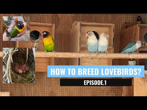 Video: Jak vychovat holuba bez partnera: 9 kroků (s obrázky)