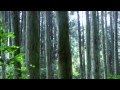 六甲高山植物園ＨＤ の動画、YouTube動画。