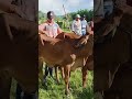 Feira do gado no domingos de rompe gibão em Estrela de Alagoas. AL.