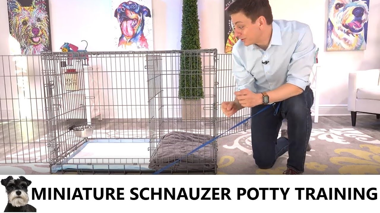 Miniature Schnauzer Potty Training From World-Famous Dog Trainer Zak George - Miniature Schnauzer