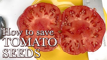 How to Save Tomato Seeds - Easy Vegetable Seeds to Collect for the Beginning Seeds Saver