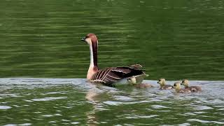 2019/5/12 サカツラガンの新たな雛鳥が誕生