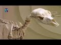 Палеонтологический музей. Млекопитающие