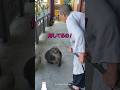 サルがおばあちゃんに叱られた理由