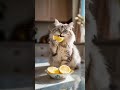 قطة بزونه تأكل الليمون Cat ليمونة قطط