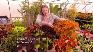 Colorful Kaleidoscope Of Coleus