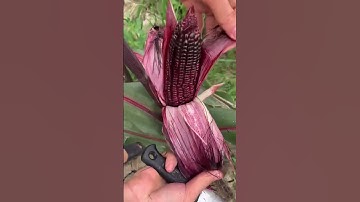 Thu hoạch Ngô nếp tím Thái Lan, ngô ngọt tím nữ hoàng
