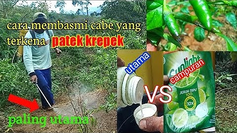 Dalam hitungan jam patek langsung kering setelah disemprot pakai campuran sabun cuci piring