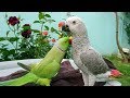 Indian Ringneck Greet African Grey Parrot Part 2