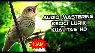 SUARA KECICI LURIK GACOR BUAT MASTERAN BURUNG