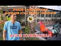 Kandang minimalis  ayam pakio cros import milik agus kurniawan