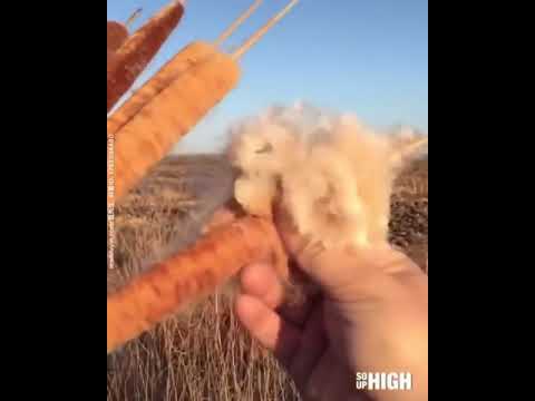 Video: Cattail բույսեր. աճող տեղեկատվություն և կատվի հսկողություն