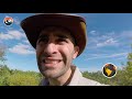 Volcano Ants ARE HERE! - 10 Things You Definitely Need to Know!