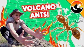 Volcano Ants ARE HERE!  10 Things You Definitely Need to Know!