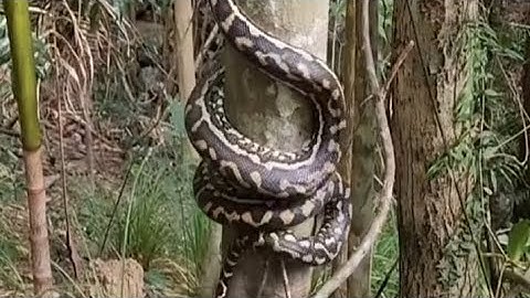 Amazing Snake Climbing Ability Explained!Carpet Pythons and many other species of both non venomous.