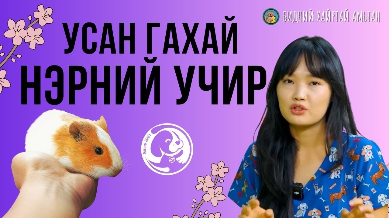 усан гахай нэрний учир