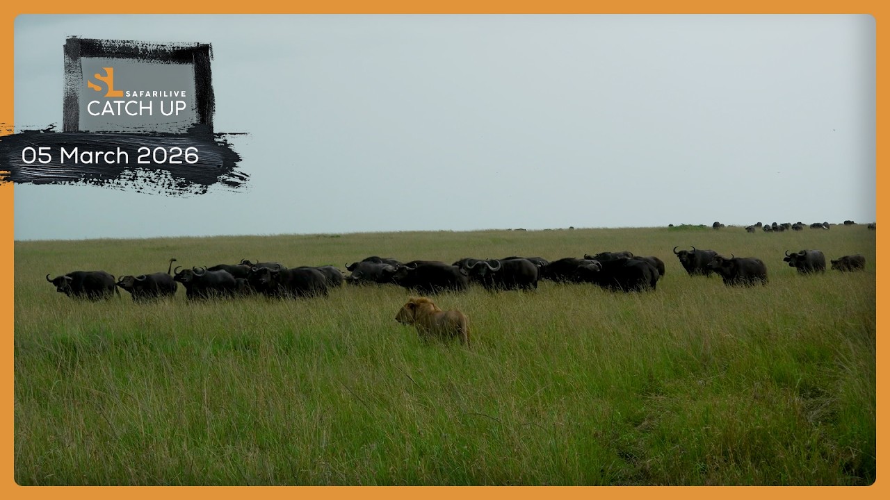 Eternal enemies - SafariLIVE Catch Up, 05 March 2026