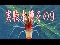 実験水槽その９　レッドビーシュリンプ水槽２号を立ち上げてみた Crystal Red Shrimp Undergravel Filter 【アクアリウム】