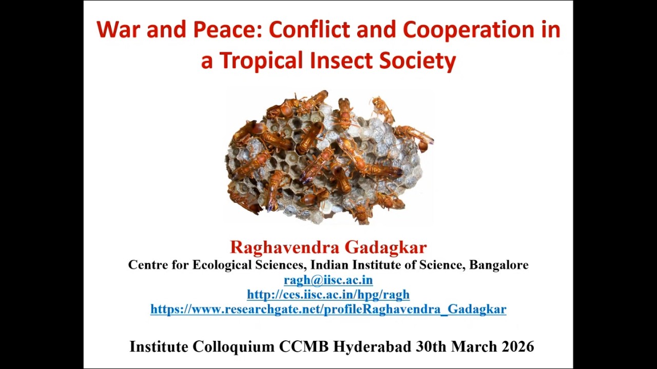 War and Peace: Conflict and Cooperation in a Tropical Insect Society
