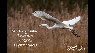 A Photographic Adventure at RSPB Leighton Moss