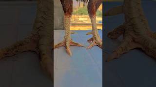 Pure Aseel Rooster 🔥🐓 #aseelmurga  #aseelrooster #chicken