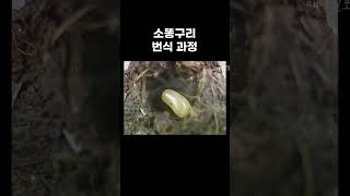 암컷 소똥구리 일상