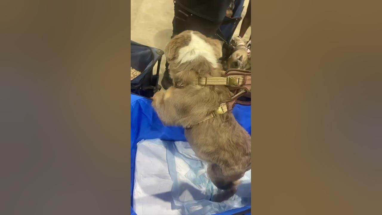 Boosie Badazz Exotic Dog Show Bully’s Frenchie’s, English Show dog