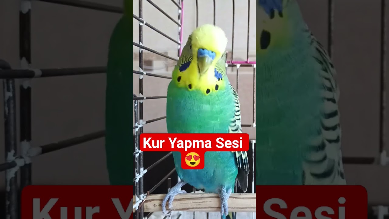 Kur Yapma Sesi #birds #talkingparot #birdsong #muhabbetkuşu #budgies #cute #parrot #funny #parakeet