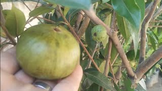 Cambucá plinia edulis com fruta e flores sendo enviado para Pernambuco e Brasília Brasil 🇧🇷