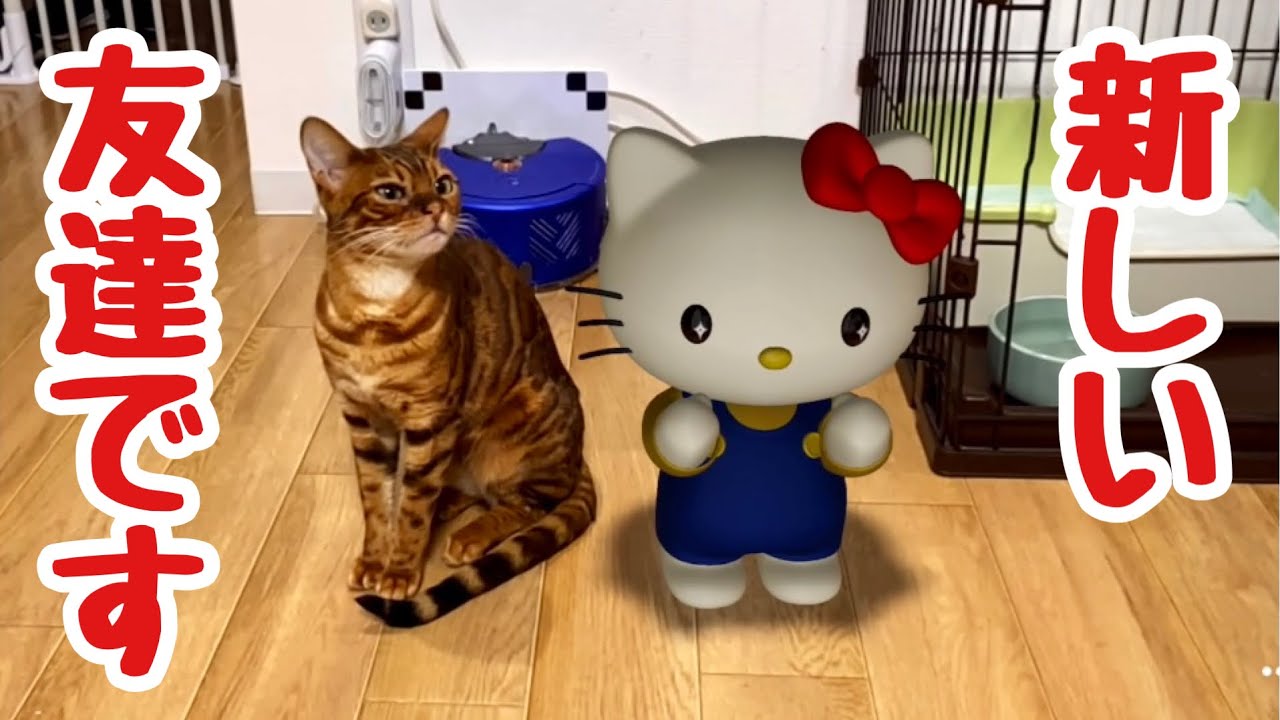 夢のコラボ サンリオキャラクターが我が家にやってきた Google検索のar機能がすごすぎる Youtube