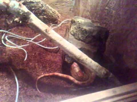 Schlangenvorspiel im heimischen Terrarium