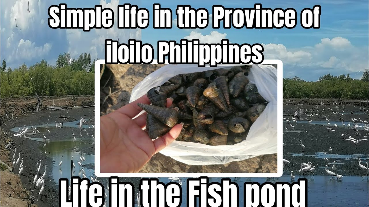 Bagongon are kind of a snails mix into foods. - YouTube