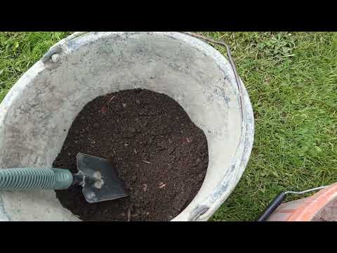 Video: Ինչպես տնկել լինգոնբերրի պտուղը ամանների մեջ