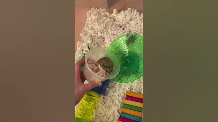 Laverne the Foster Dwarf Hamster Playtime