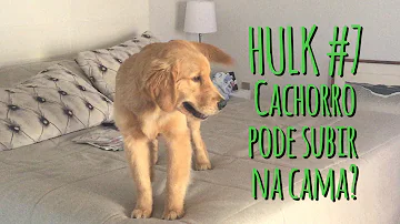 Faz mal cachorro dormir com humano?