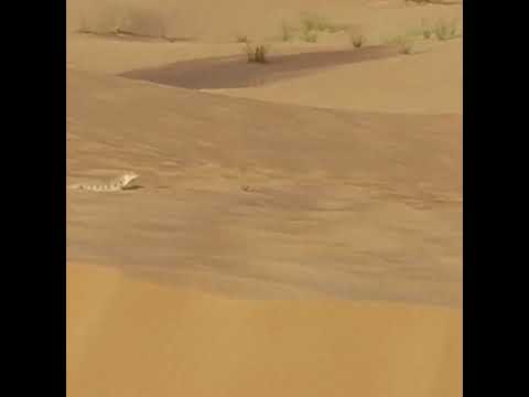 Sandfish Skink at Dubai Desert Conservation Reserve 27.08.2022