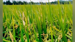 Download lagu Suara Suling Yang Begitu Indah Mengantar Kita Ke Alam Pedesaan Ala Kecapi
