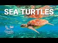 Magnificent sea turtles underwater and from a drone! Green sea turtle and Hawksbill sea turtle