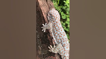 Con tắc kè đẹp long lanh #gecko #tắc_kè #tokek #kucinglucu #kucing #ikan #sapi #bebek @cucutv9029